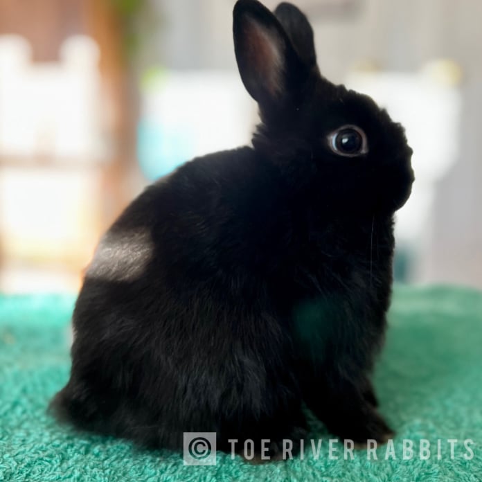 Toe River Rabbits Netherland Dwarf