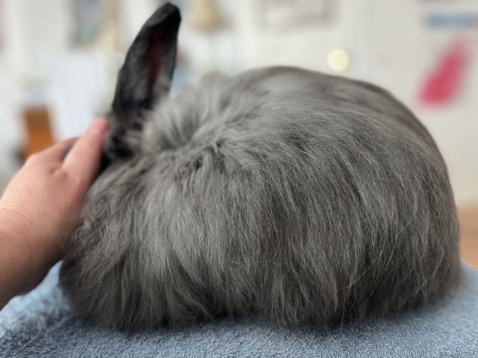 Toe River Rabbits Satin Angora