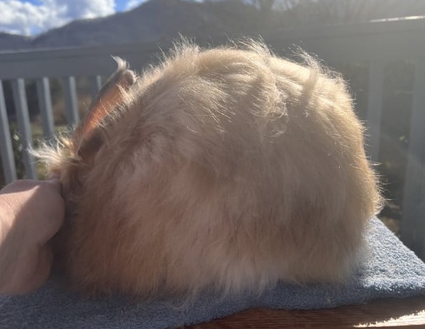 Toe River Rabbits Netherland Dwarf