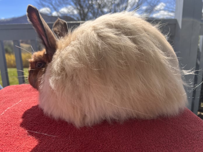 Toe River Rabbits Satin Angora