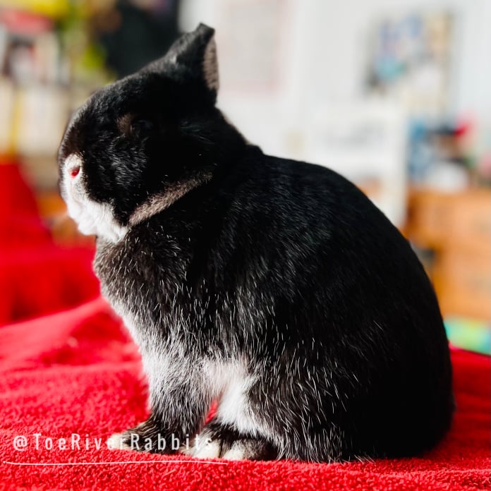 Toe River Rabbits Netherland Dwarf