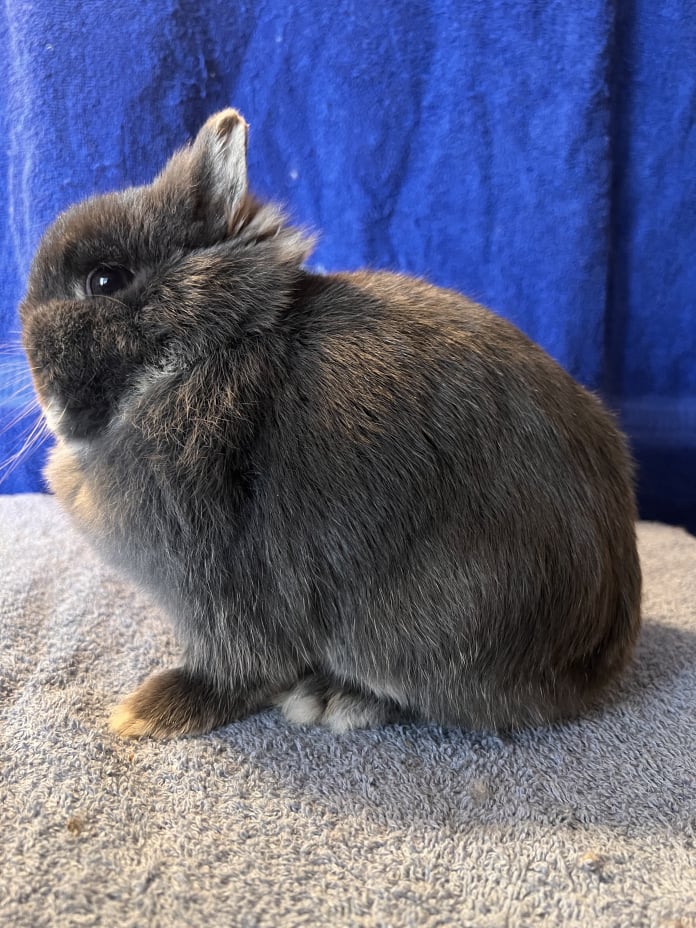 Toe River Rabbits Netherland Dwarf