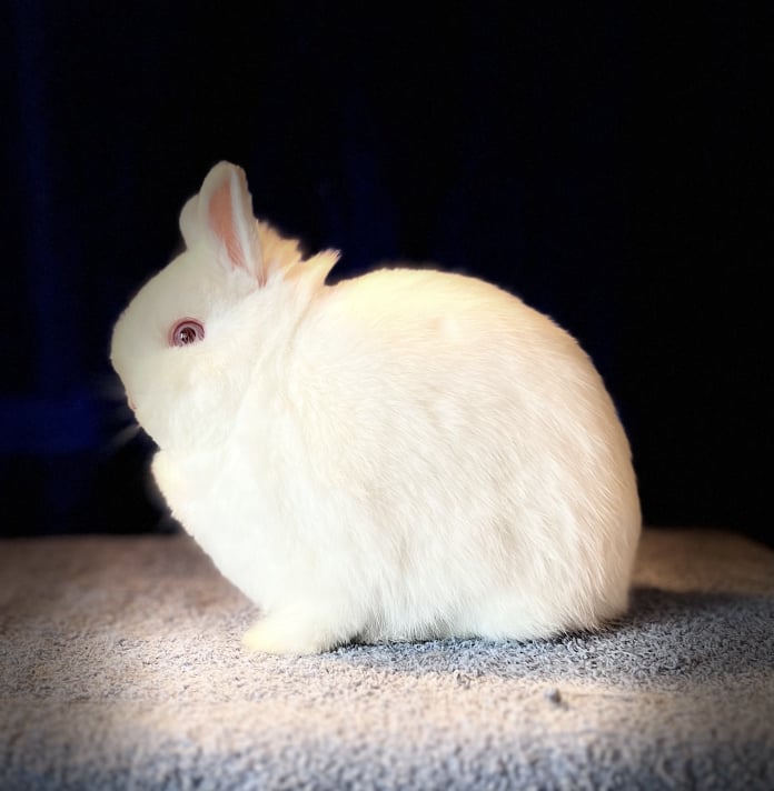 Toe River Rabbits Netherland Dwarf