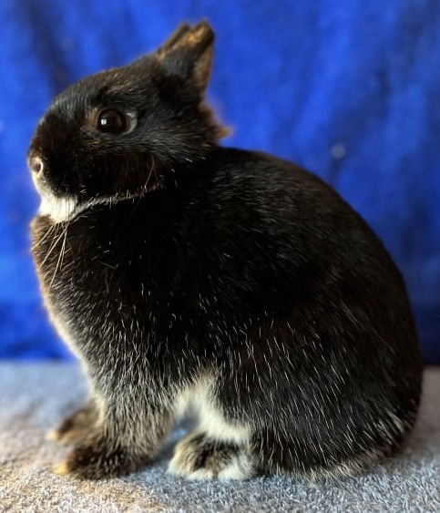 Toe River Rabbits Netherland Dwarf