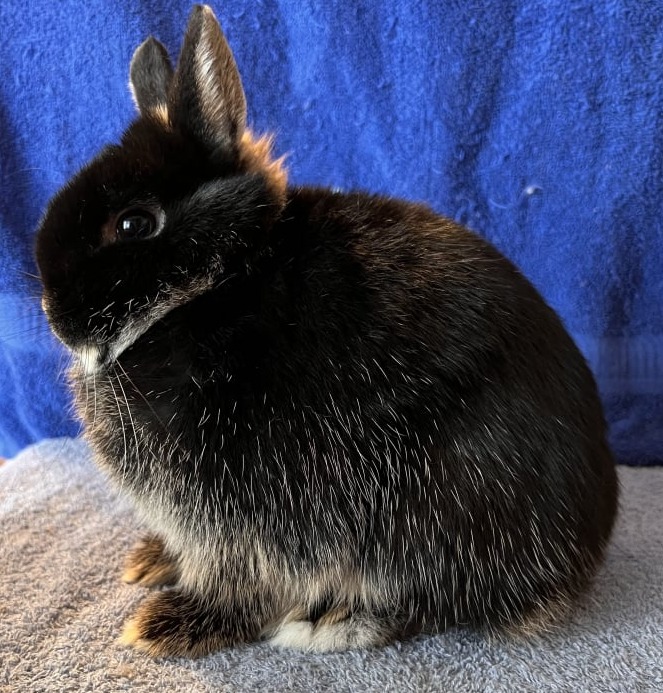 Toe River Rabbits Netherland Dwarf