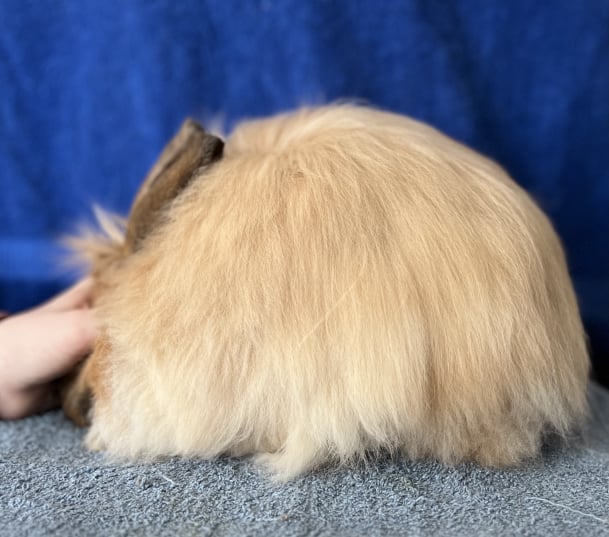 Toe River Rabbits Satin Angora