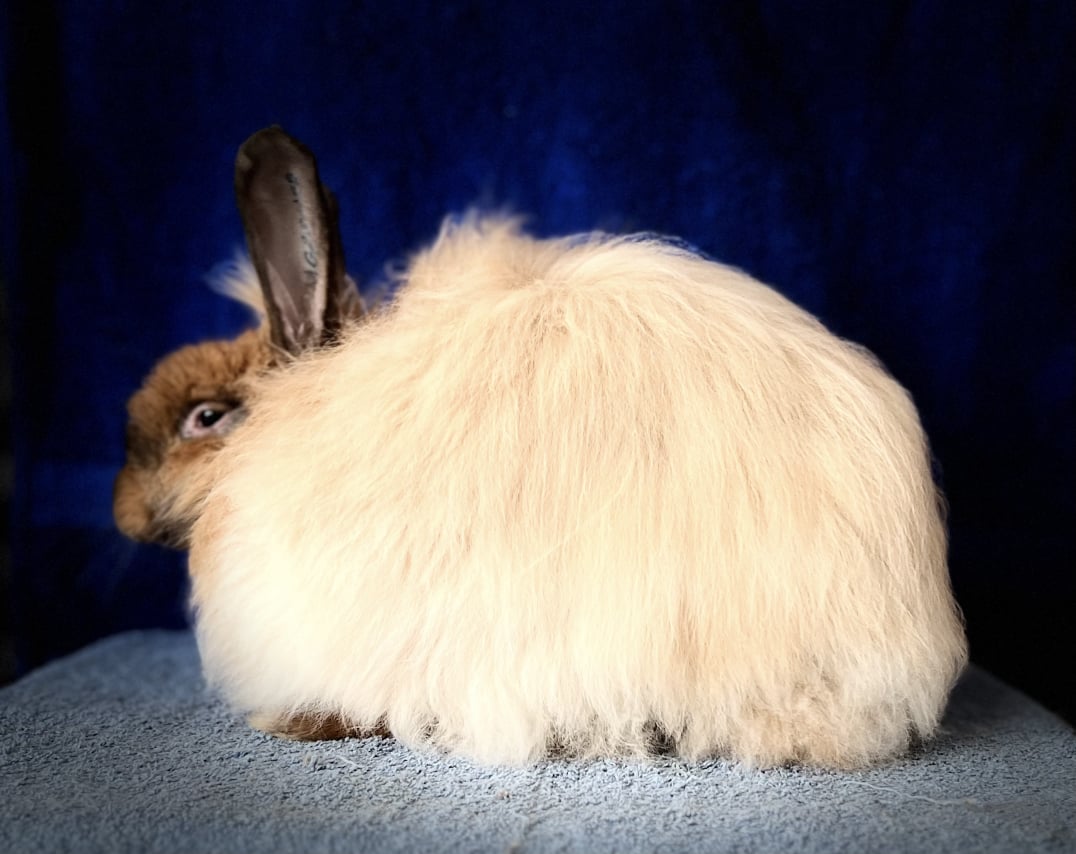 Toe RIver Rabbits Sating Angora