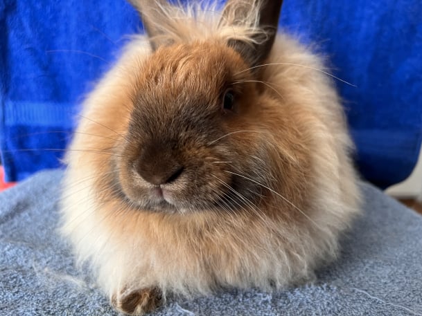 Toe River Rabbits Satin Angora