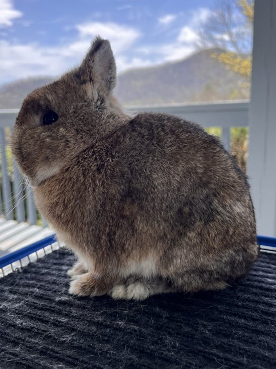 Toe River Rabbits Netherland Dwarf