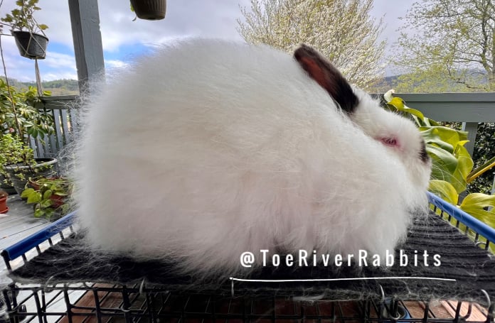 Toe River Rabbits Satin Angora