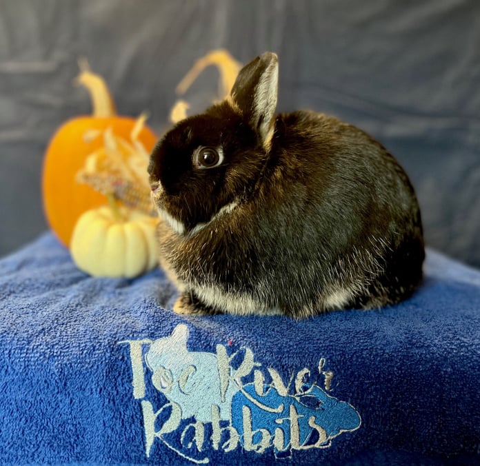 Toe River Rabbits Netherland Dwarf