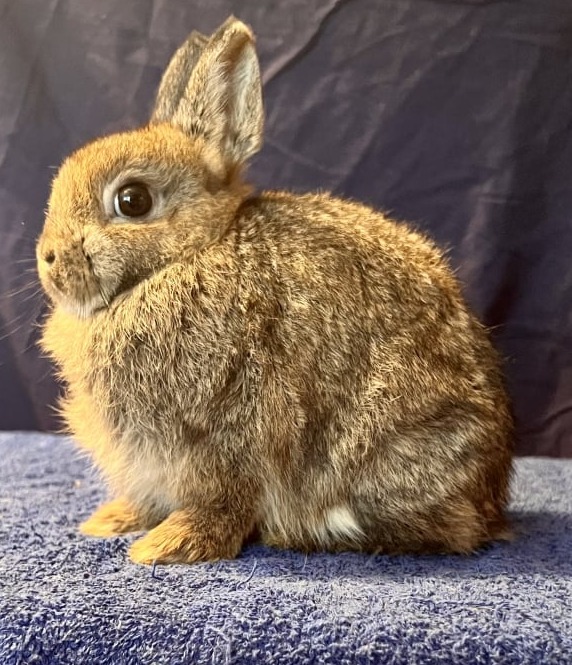 Toe River Rabbits Netherland Dwarf