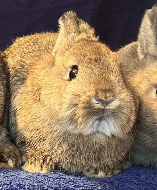 Toe River Rabbits Netherland Dwarf