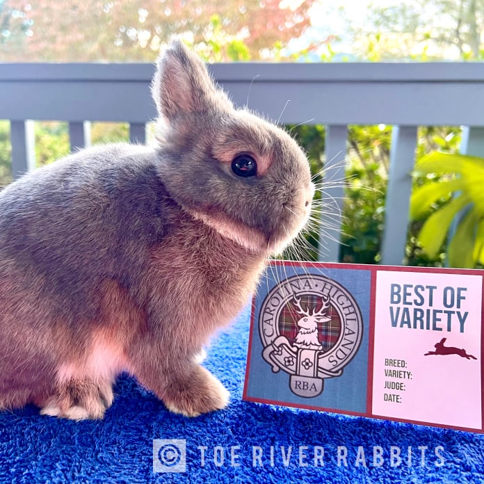 Toe River Rabbits Netherland Dwarf