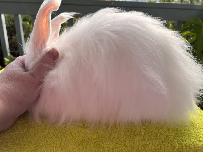 Toe River Rabbits Satin Angora