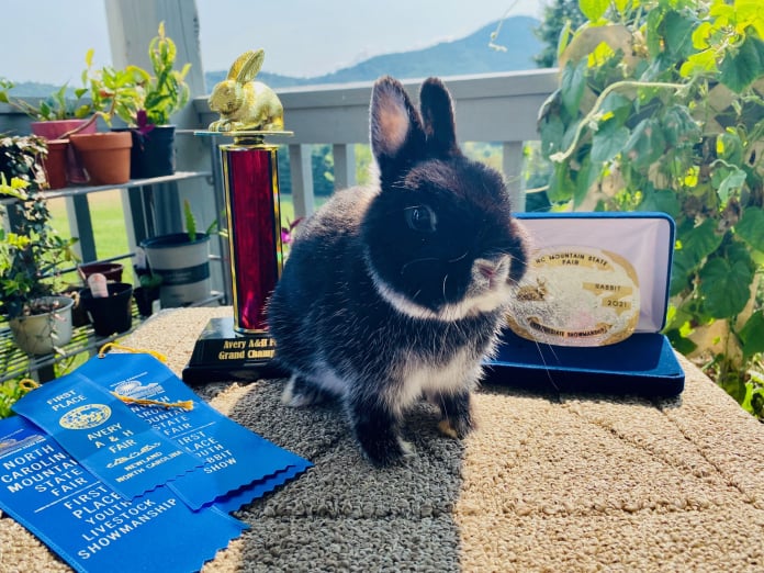 Toe River Rabbits Netherland Dwarf