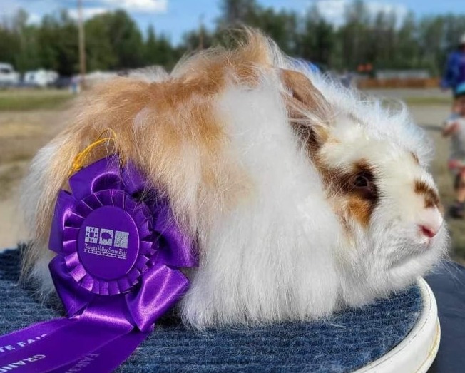 Toe River Rabbits Satin Angora