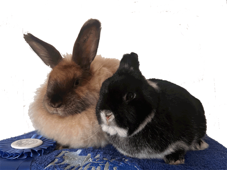 Toe River Rabbits - Netherland Dwarf. Photo copyright Toe RIver Rabbits